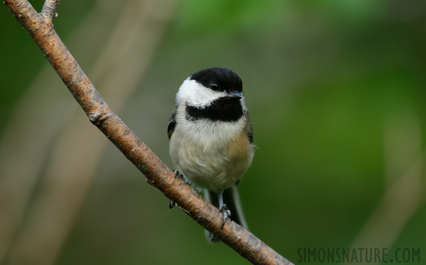 Poecile atricapillus bartletti [400 mm, 1/400 Sek. bei f / 7.1, ISO 2000]